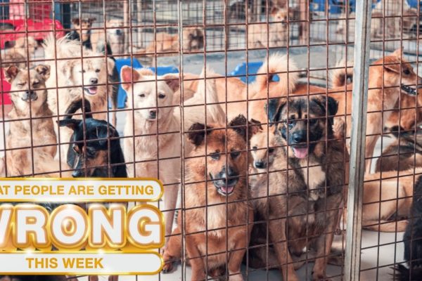 What Individuals Are Getting Incorrect This Week: Pretend Superstar Canine Rescues