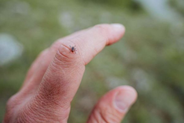 5 Frequent Errors Folks Make When Checking for Ticks
